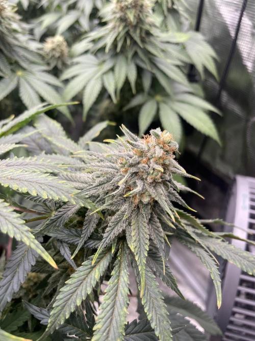Sugar black rose 🥀. Week 12