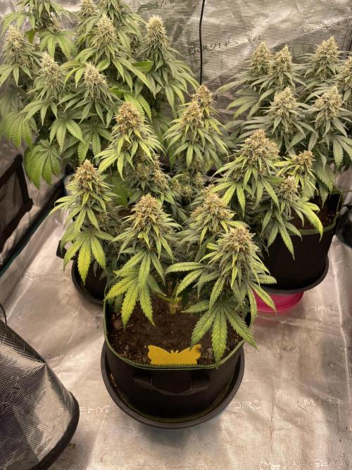 Sunset 🌅 sherbet. Week 14