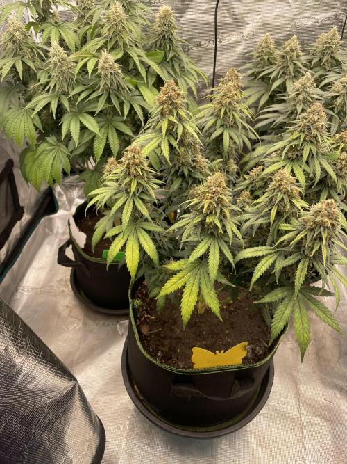 Sunset 🌅 sherbet. Week 14