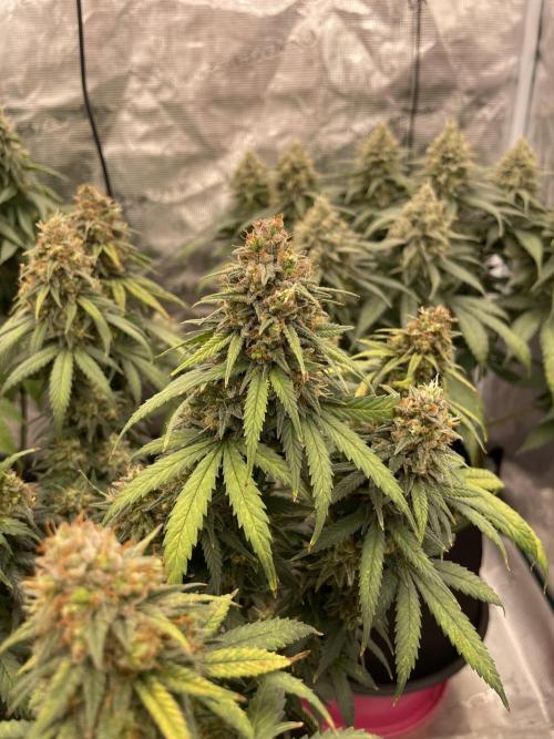 Sunset 🌅 sherbet. Week 14