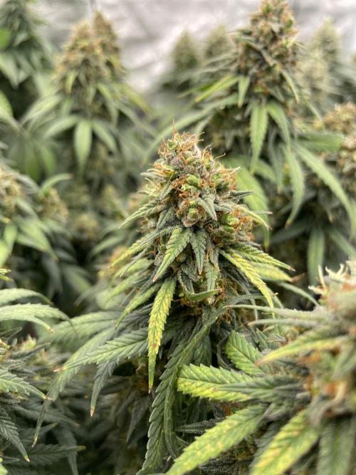 Sunset 🌅 sherbet. Week 14