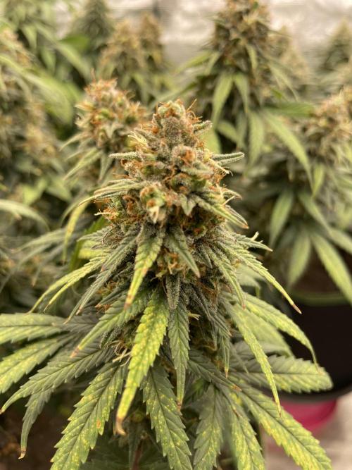 Sunset 🌅 sherbet. Week 14