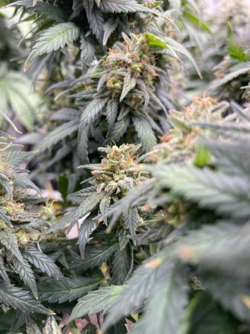 Sunset 🌅 sherbet. Week 14