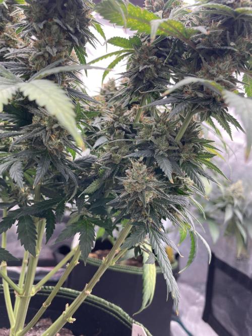 Sunset 🌅 sherbet. Week 14