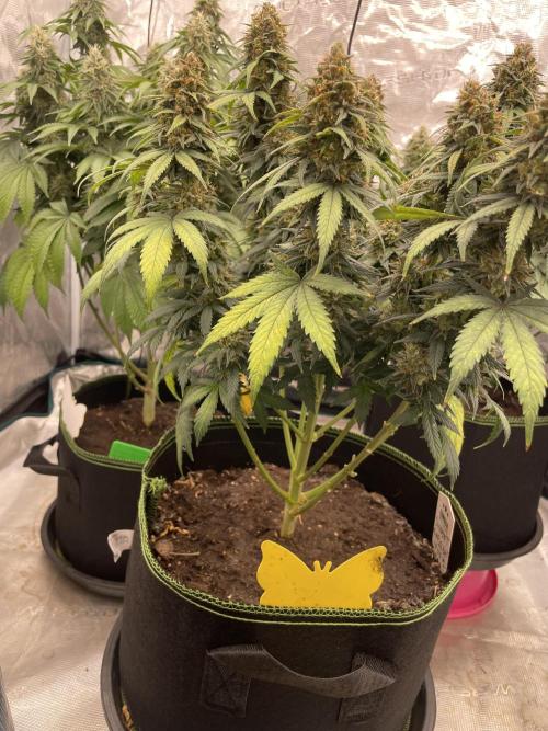 Sunset 🌅 sherbet. Week 14