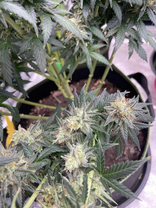 Sunset 🌅 sherbet. Week 14
