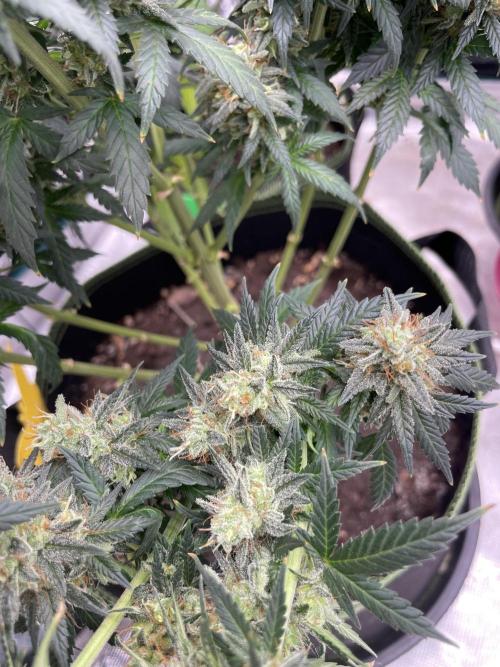 Sunset 🌅 sherbet. Week 14