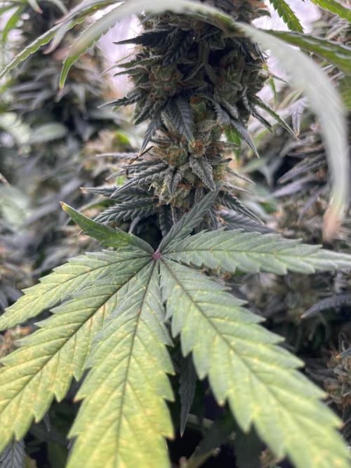 Sunset 🌅 sherbet. Week 14
