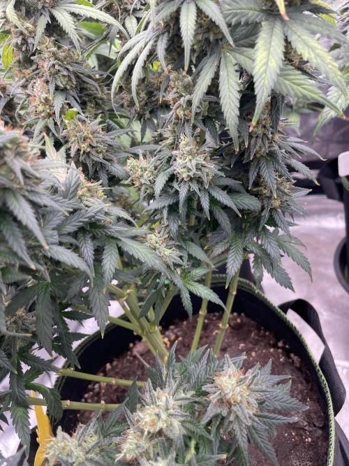 Sunset 🌅 sherbet. Week 14