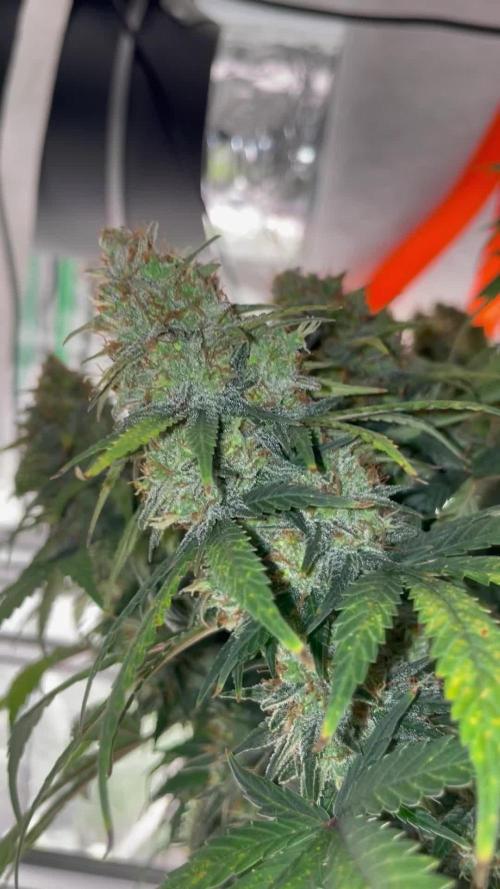 Sunset 🌅 sherbet