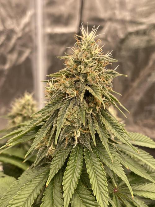 Sticky Brocoli Zamnesia+Plagron. Week 14