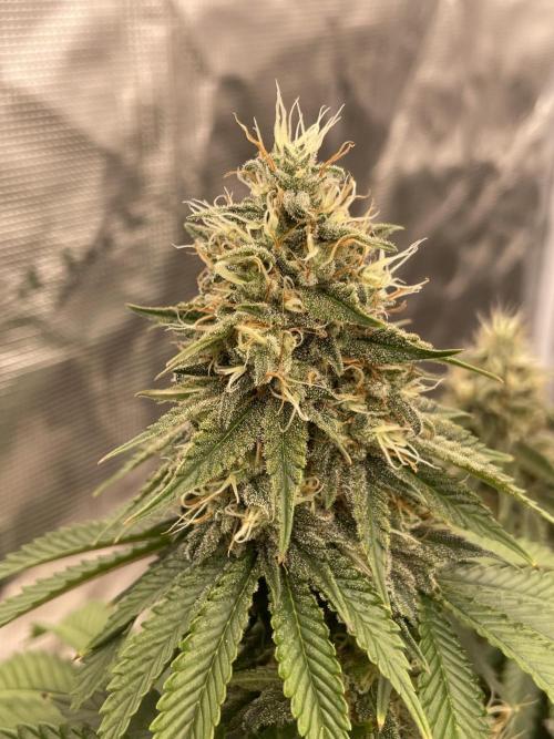 Sticky Brocoli Zamnesia+Plagron. Week 14