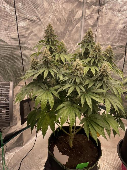 Sticky Brocoli Zamnesia+Plagron. Week 14