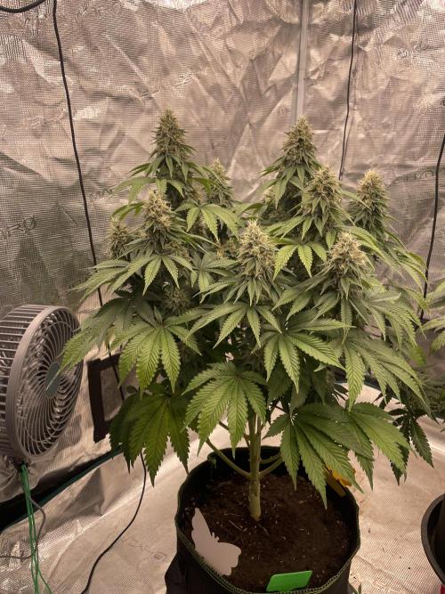 Sticky Brocoli Zamnesia+Plagron. Week 14