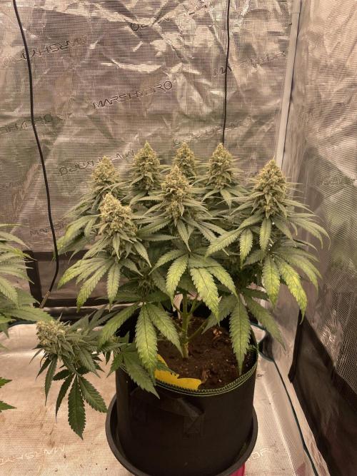 Bubble 🫧 OG gum. Week 14
