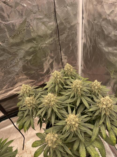 Bubble 🫧 OG gum. Week 14