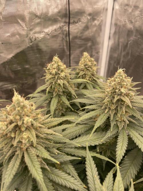 Bubble 🫧 OG gum. Week 14