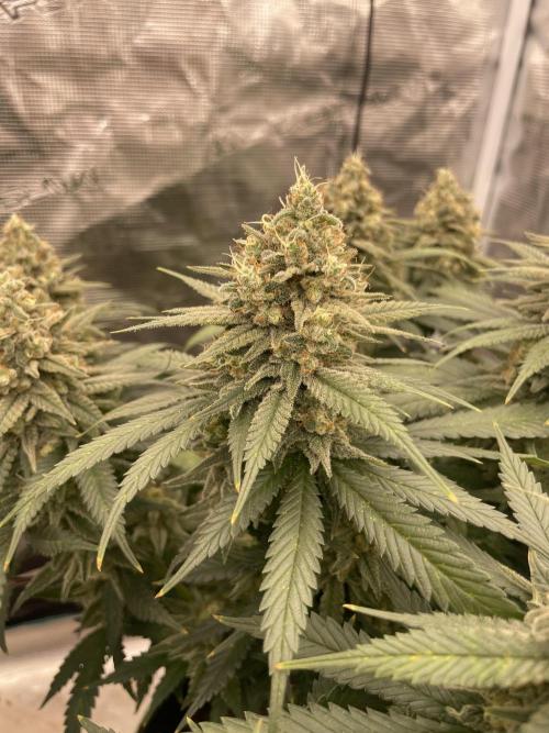 Bubble 🫧 OG gum. Week 14
