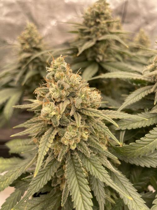 Bubble 🫧 OG gum. Week 14