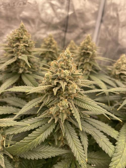 Bubble 🫧 OG gum. Week 14