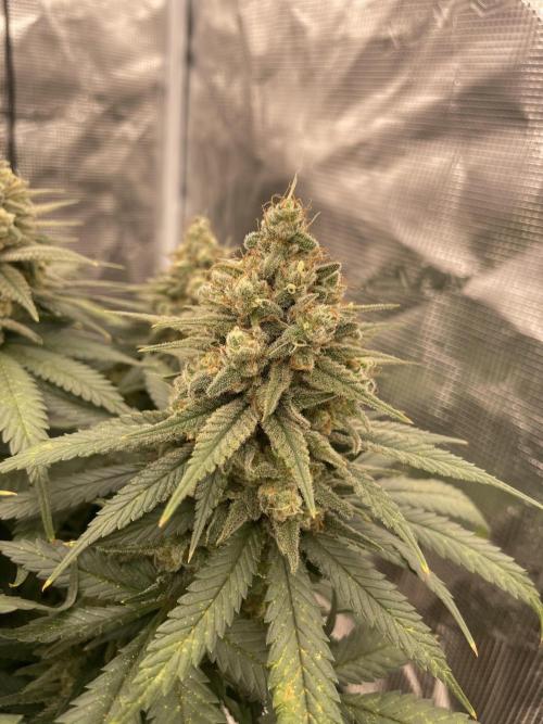 Bubble 🫧 OG gum. Week 14