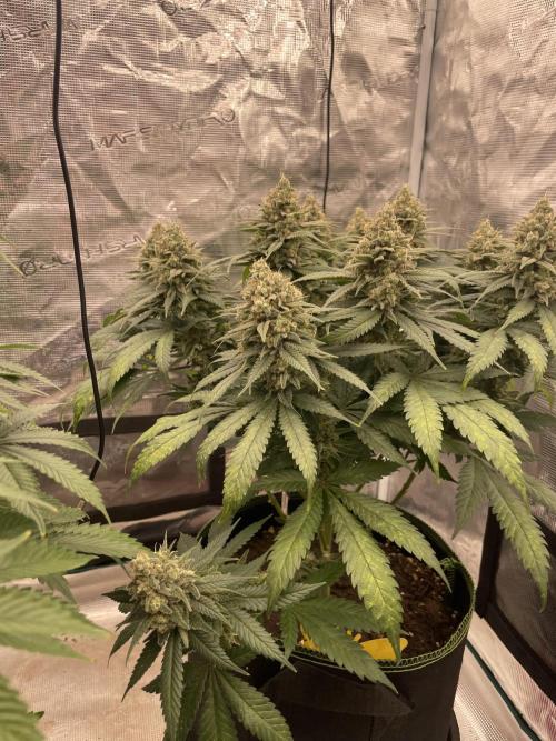 Bubble 🫧 OG gum. Week 14