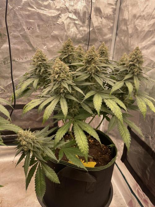 Bubble 🫧 OG gum. Week 14