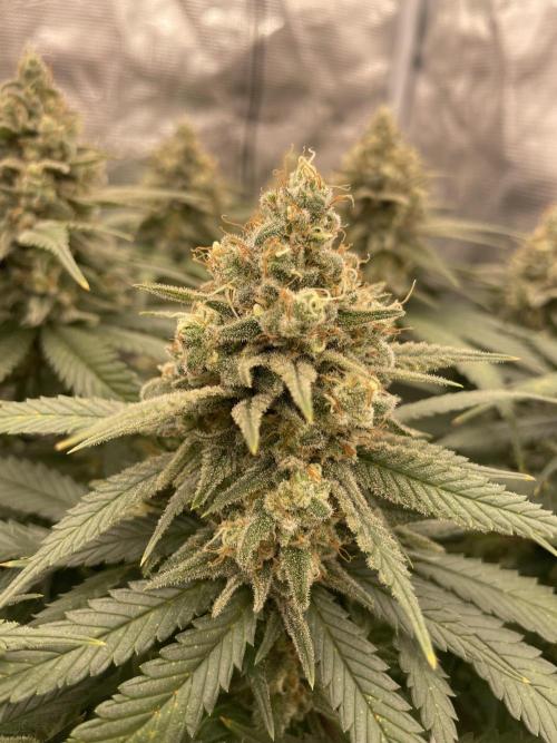 Bubble 🫧 OG gum. Week 14