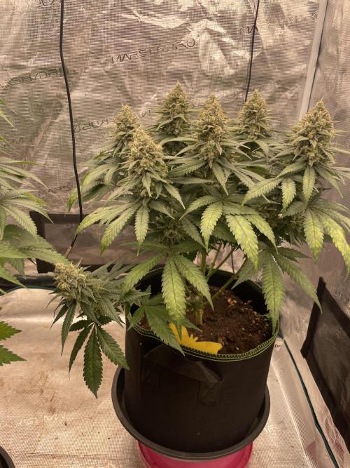 Bubble 🫧 OG gum. Week 14