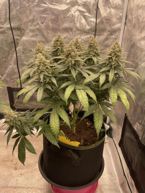 Bubble OG Gum. Week 14