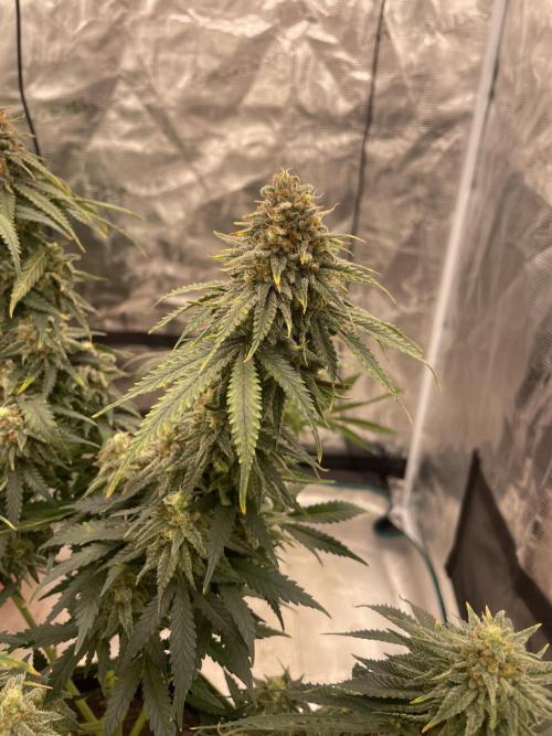 Sugar black rose 🥀. Week 13