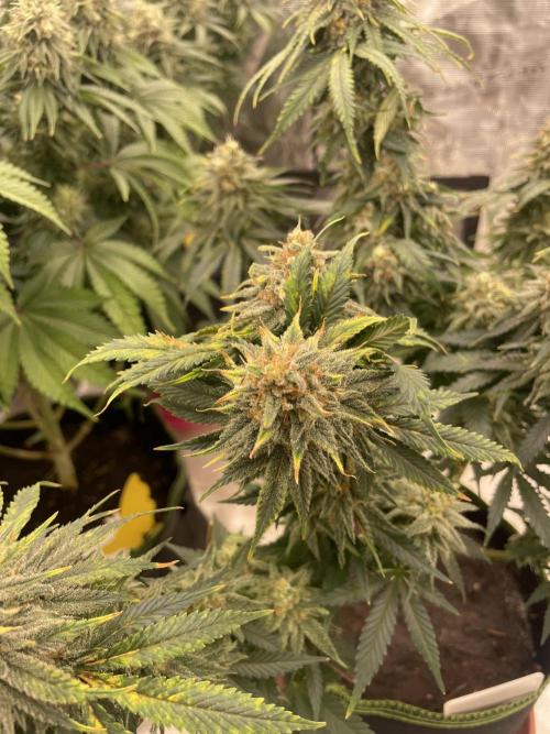 Sugar black rose 🥀. Week 13