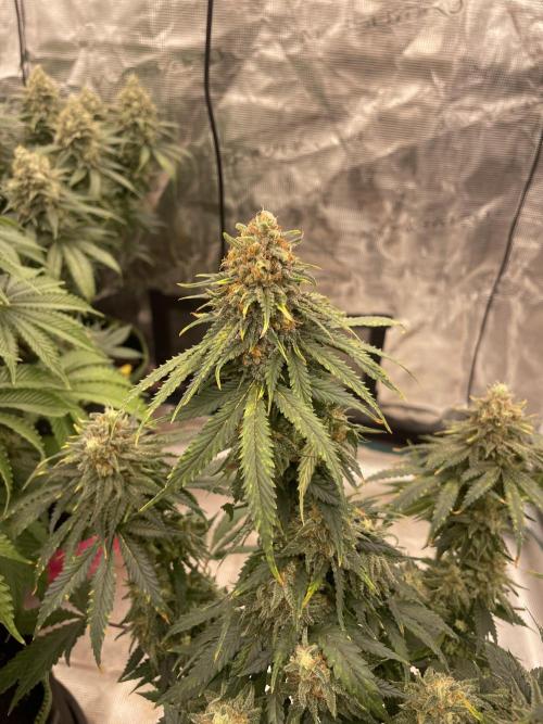 Sugar black rose 🥀. Week 13