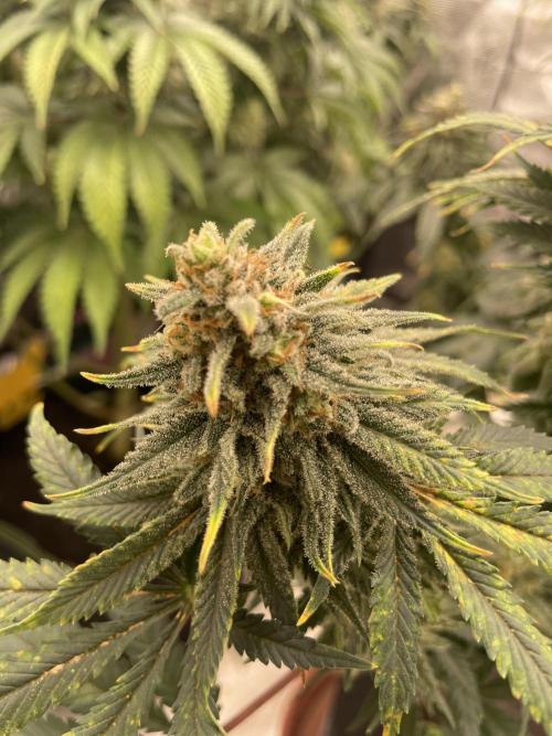 Sugar black rose 🥀. Week 13