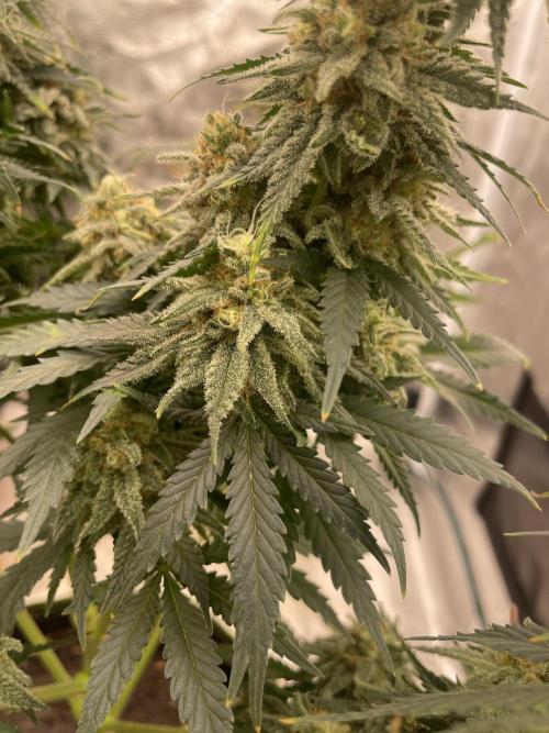 Sugar black rose 🥀. Week 13