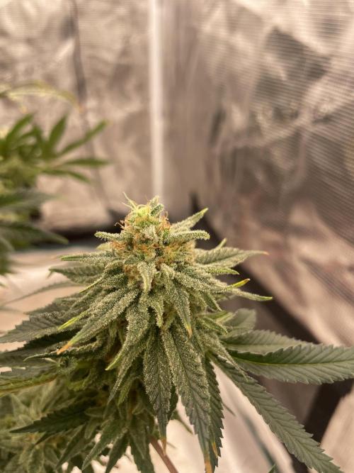 Sugar black rose 🥀. Week 13