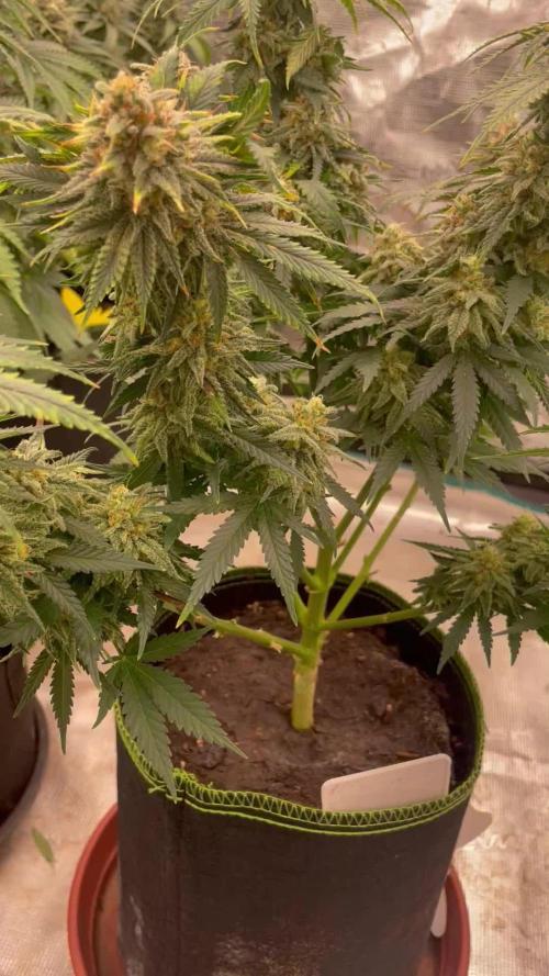 Sugar black rose 🥀