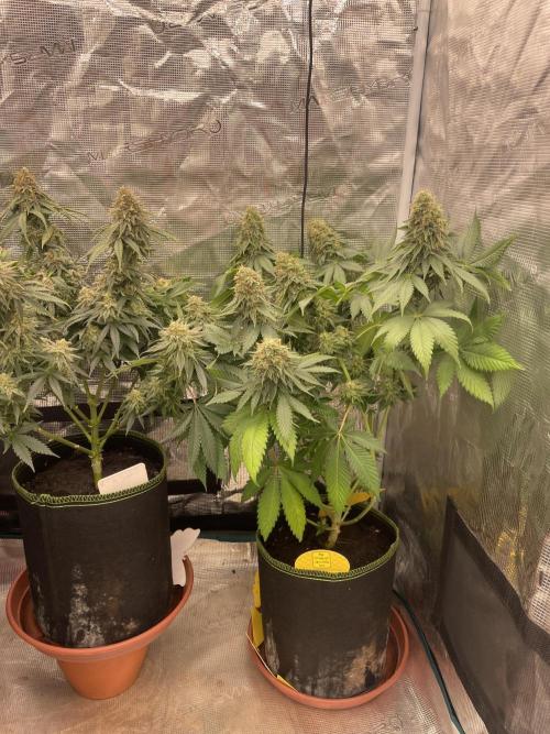 Orange ooze. Week 13