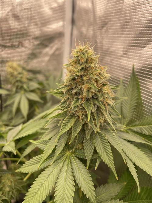 Orange ooze. Week 13