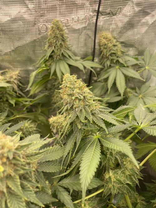 Orange ooze. Week 13