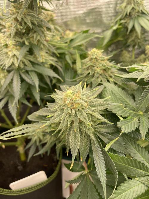 Orange ooze. Week 13