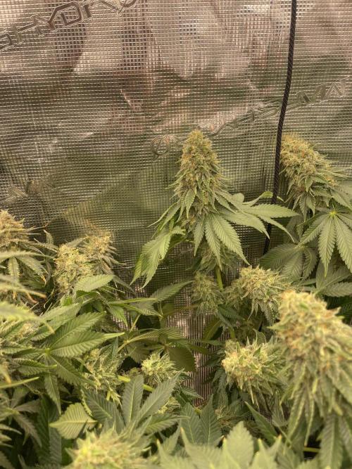 Orange ooze. Week 13
