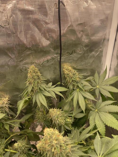 Orange ooze. Week 13