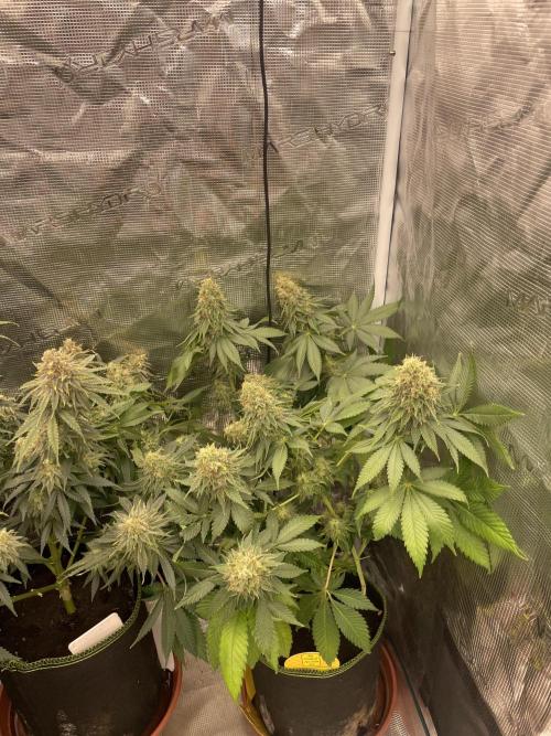 Orange ooze. Week 13