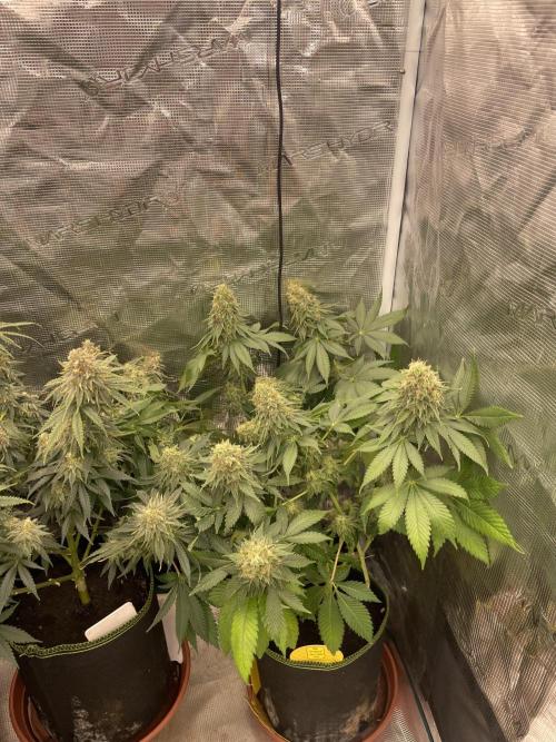 Orange ooze. Week 13