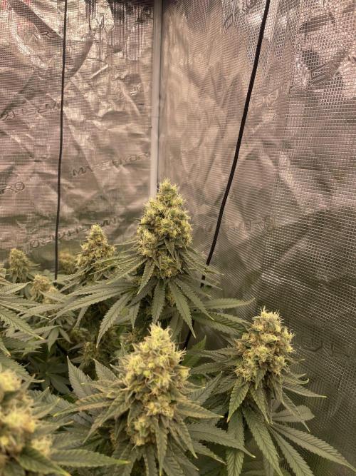 Purple Overload. Week 13