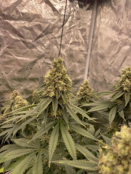 Purple Overload. Week 13