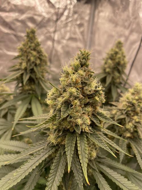Purple Overload. Week 13