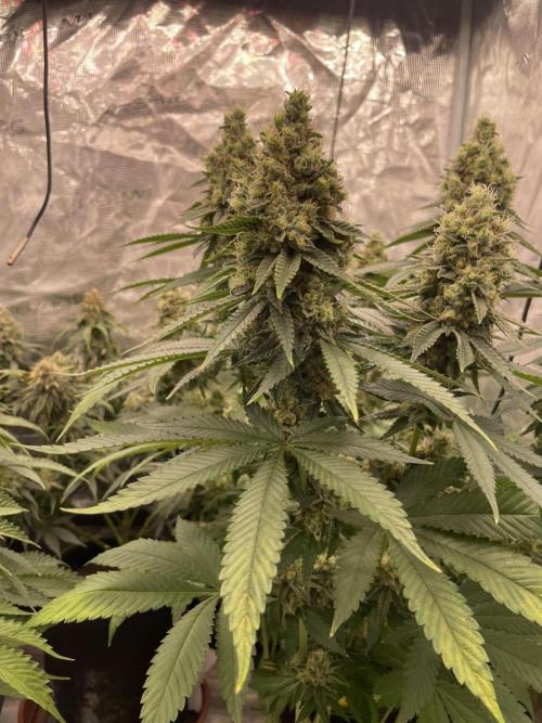 Purple Overload. Week 13