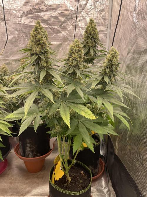 Purple Overload. Week 13
